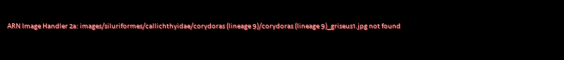 Corydoras (lineage 9) griseus